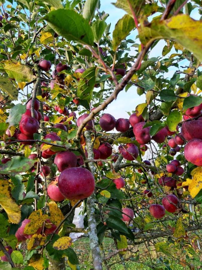 Schoenauerhof- Urlaub Im Gruenen Aber Doch In Der Stadt Passau Bagian luar foto